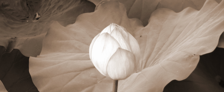 マンダリンスタイル