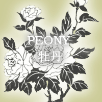 PEONY